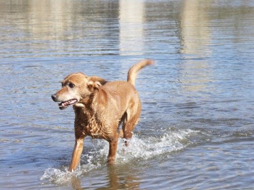 Mi preciosa Kety, tiene 14 años y es la cosa mas bonita que me ha pasado nunca, es toda alegria y nervio, la he criado desde que nacio, la tiraron a ella y otros 7 cachorros, siempre digo que es mi hija pequeña.